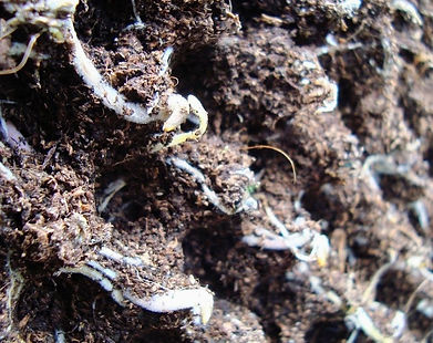 Airpot roots v close-up~3.JPG