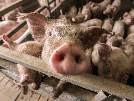 The appalling secrets behind factory farming