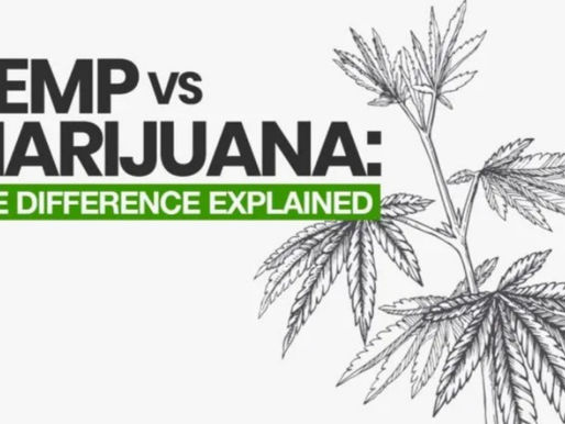 The difference between Hemp and Marijuana Explained