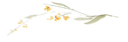 wildflower 6_edited_edited.png