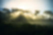 casey-horner-lightthroughtrees.jpg