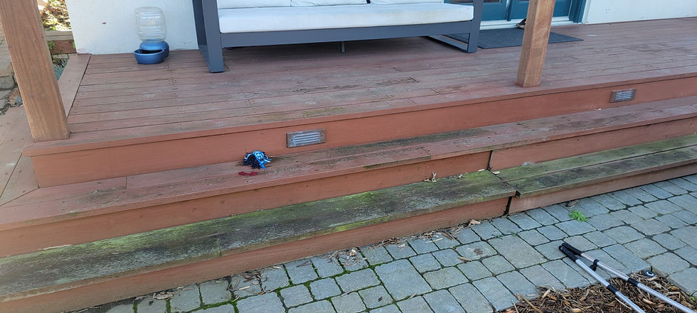 Cedar Deck