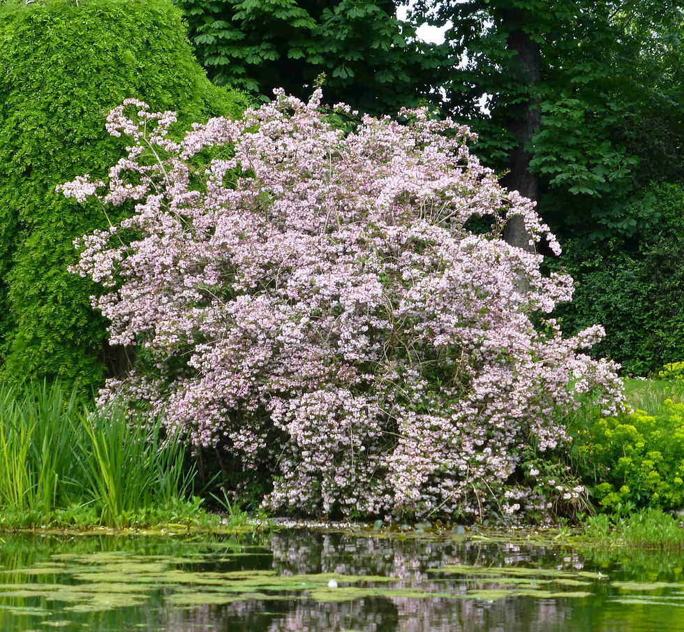Kolkwitzia amabilis fleuri au Parc de Bagatelle