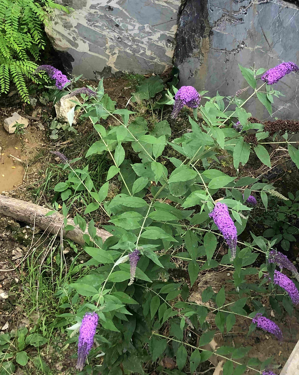 Buddleia davidii fleurit ici des décombres. (© Yves Darricau)