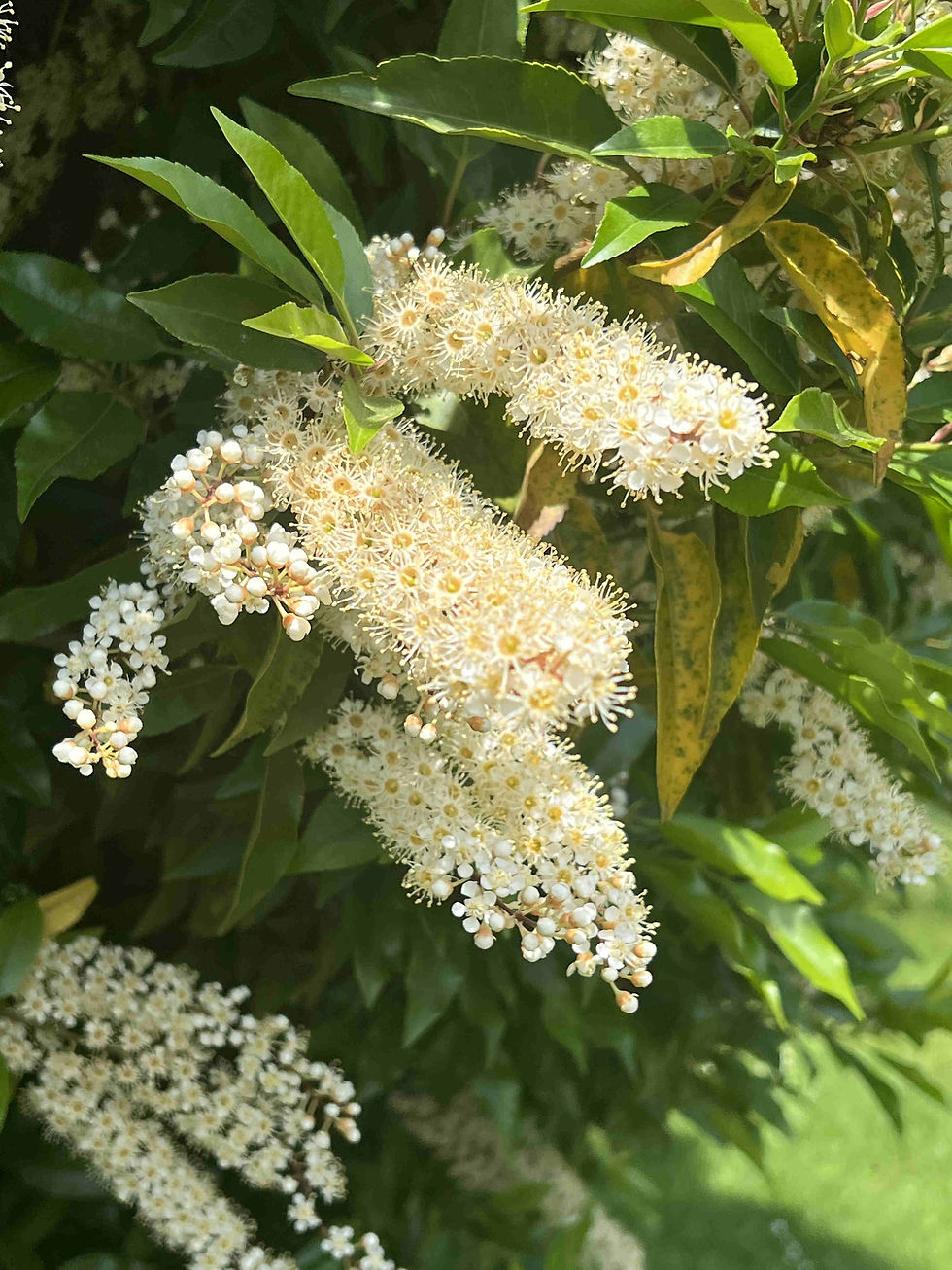 Photo 3 : Floraison du cultivar 'Angustifolia'. (© Yves Darricau)
