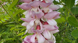Arbuste du futur n°4 : Robinia neomexicana, l'Acacia du Rio Grande