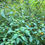 Thumbnail: Jewelweed Natural Posion Ivy Remedy