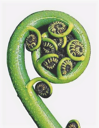Maori Koru