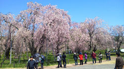 しだれ桜