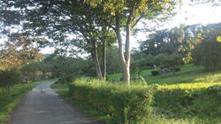 高松の池付近の散歩道