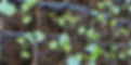 4.12.2024.Shares.StartsTray_edited.jpg