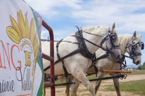 Two white draft horses in harness next to FLV 15-year logo banner