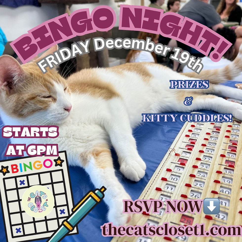 Cat Bingo!