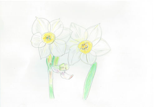水仙の花