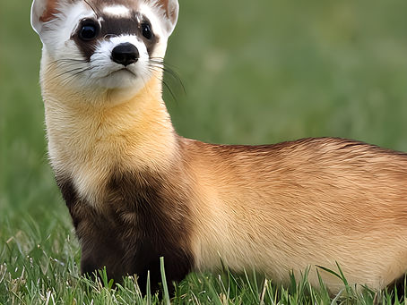 A New Frontier in Conservation: Cloned Ferrets Boost Hope for Endangered Species