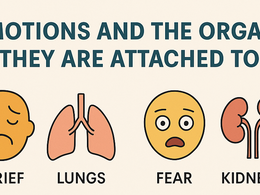 Emotions And The Organs They Are Attached To