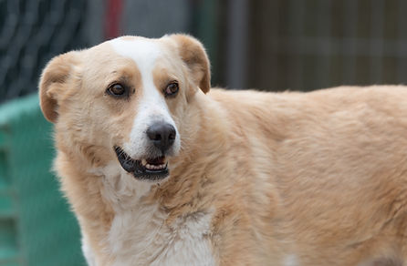 Balù