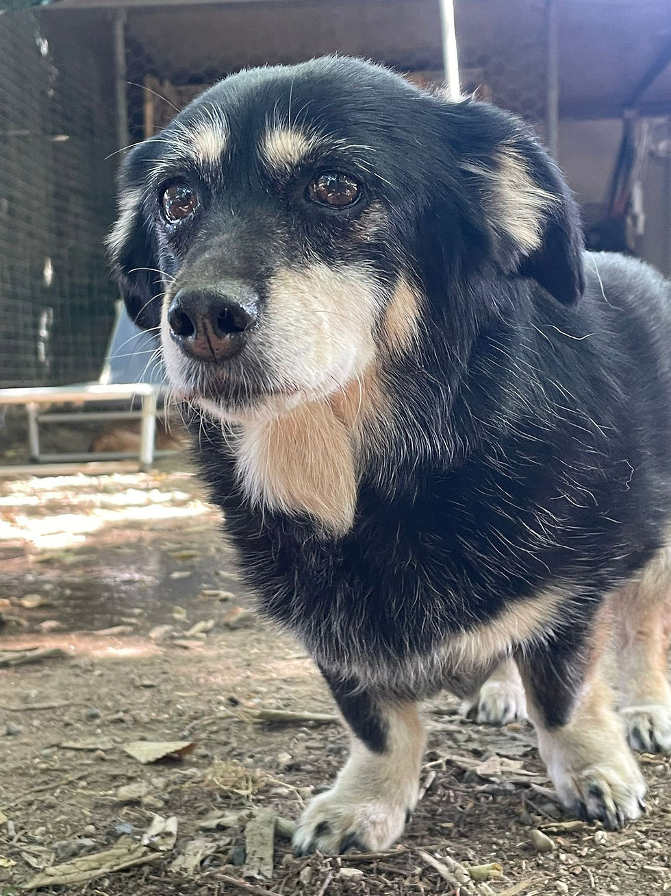 Duchessa