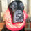Thumbnail: Black dog with red collar, portrait. Ancol Couplers, close up image.