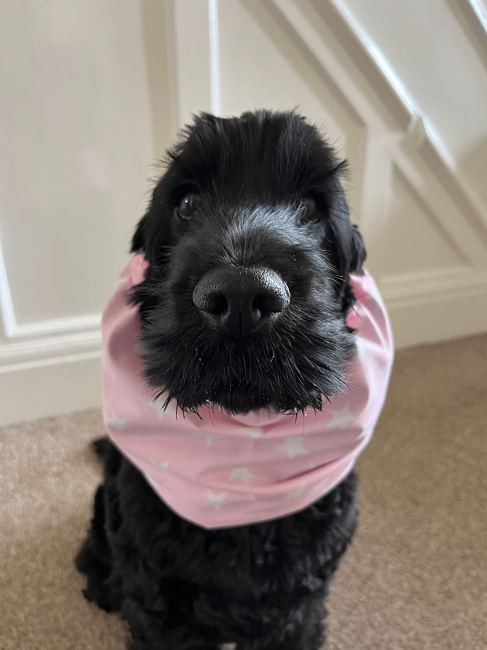 Thumbnail: Polycotton Snoods (Patterned)