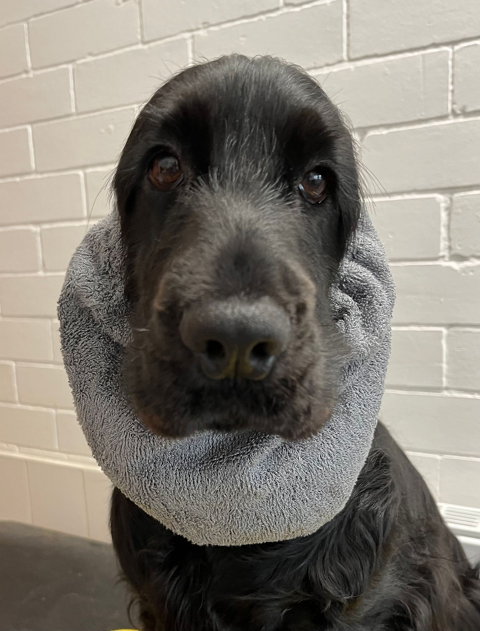 Black Cocker Spaniel wearing a grey towel around his neck, Top Dog Show Supplies.