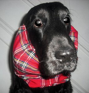 Thumbnail: Black dog with red plaid scarf, staring at the camera, close-up shot.