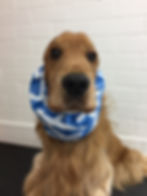 Golden Cocker Spaniel wearing a blue and white patterned collar at Top Dog Show Supplies
