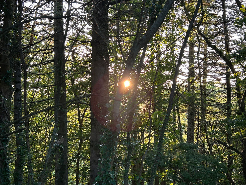 'Mon the trees! (Image: Kilmory, Isle of Arran, June 2024)