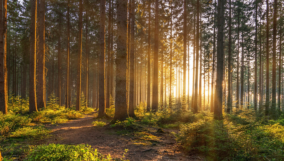 Wald - Adobe Photo.jpeg