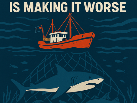 Overfishing is a Global Problem, but Australia is Making it Worse
