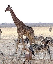Etosha National Park