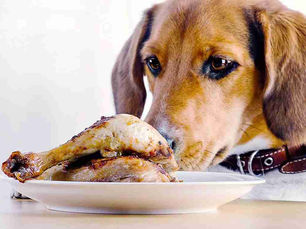 dog looking at a plate of chicken on the table