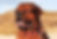 Tibetan Mastiff
Rottweiler