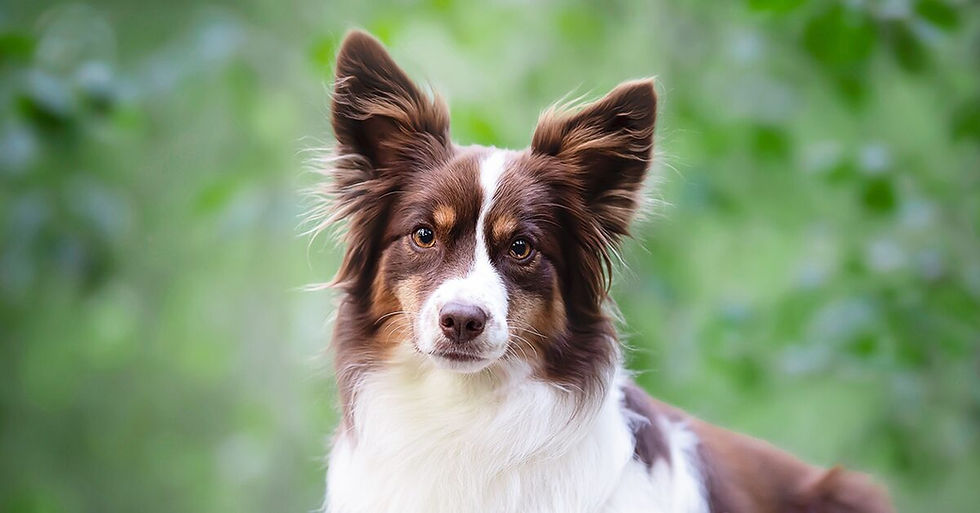 Miniature American Shepherd