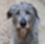 Irish Wolfhound