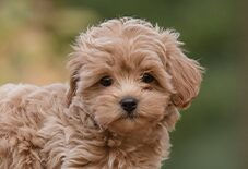 Maltipoo