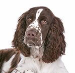 english springer spaniel