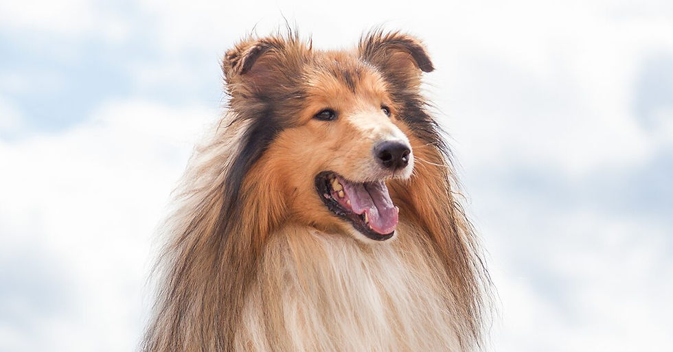 Collie