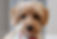 Dachshund
Poodle