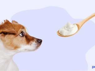 dog looking at a spoonful of yogurt