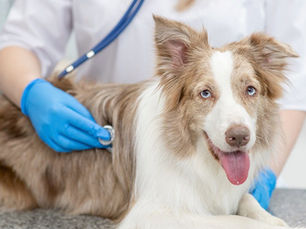 dog being checked by a medical professional