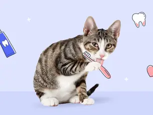 cat with a tooth brush in it paw