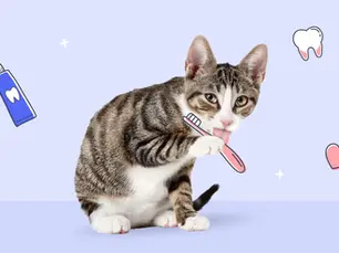 cat with a tooth brush in it paw
