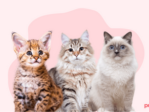 three cats with a pink background