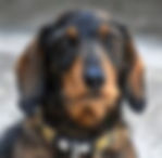 Dachshund
