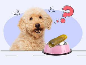 dog with a pickle in its bowl