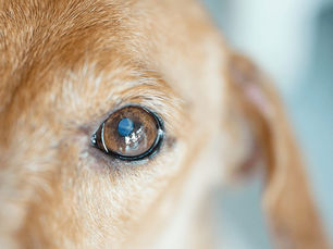 close up o a dogs eye