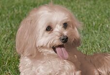 Maltipoo