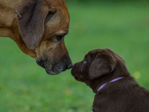 big dog smelling a little puppy