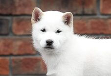 puppy hokkaido